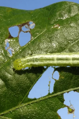 Captura-de-pantalla-2020-08-28-a-las-11.26.50-1