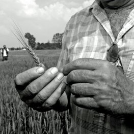 10780967_l_normal_none