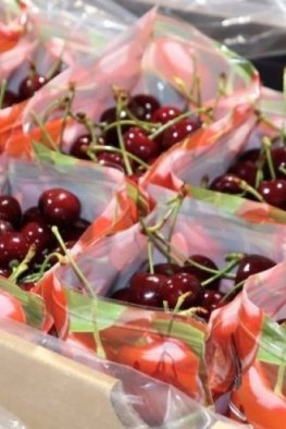 FIC-R-Fruta-UCM-2025-1-r7g293tlg38p601tqjsau09u6cjyae2fmec05178sc